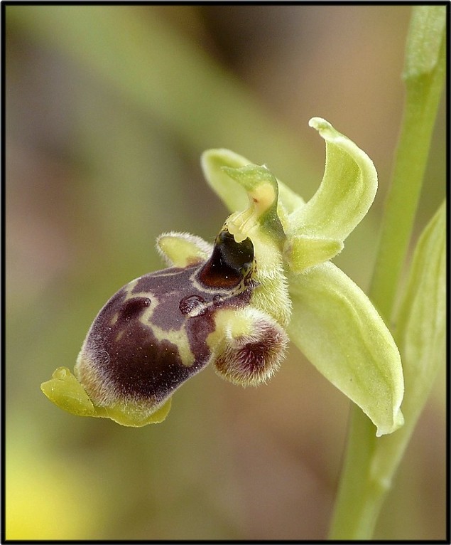 Ophrys conradiae